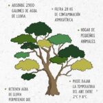LOS ÁRBOLES CONTRIBUYEN A LA SALUD PÚBLICA.