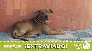 Ayudemos a encontrar el hogar de este perrito extraviado | Minuto30.com