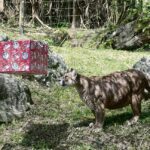 En Ukumarí vivieron una Navidad salvaje