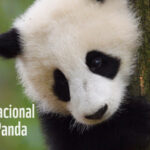 Jueves 16 de marzo 2023. Día Nacional del Oso Panda (Estados Unidos. POR EL ESCRITOR, COLUMNISTA, RESIDENTE PERIODISTAS RISRALDA PRI. RUBÉN DARÍO FRANCO NARVÁEZ. El 16 de marzo se celebra el Día Nacional del Oso Panda, en los Estados Unidos, con la finalidad de unir esfuerzos por parte de la comunidad internacional en la protección y restauración de su hábitat.<br>La celebración de esta fecha es ampliamente apoyada por conservacionistas, defensores y amantes de los animales. Los pandas son adorados y apreciados en todo el mundo, encontrándose en la actualidad en peligro de extinción.<br>EL OSO PANDA: UNA ESPECIE ADORABLE EN EXTINCIÓN -El oso panda, panda o panda gigante (Ailuropoda melanoleuca) es una especie de mamífero perteneciente a la familia de los osos (Ursidae)<br>Se alimentan principalmente de plantas como el bambú, así como frutos, pequeños mamíferos, peces e insectos. Posee un denso pelaje que le permite soportar bajas temperaturas y tienden a aislarse en su hábitat, predominante en montañas nevadas y bosques templados del suroeste de China. Pueden pesar entre 70 y 125 kilogramos, con una altura de hasta unos 1,90 metros.<br>Esta especie es muy valorada y respetada en la cultura asiática. El oso panda constituye un símbolo espiritual, dado que representa la pureza del espíritu y la quietud del alma. Se asocia a ciertas cualidades, como la inteligencia.<br>De acuerdo al Fondo Mundial para la Naturaleza existen aproximadamente unos 1.864 ejemplares a nivel mundial, de los cuales 100 habitan en cautiverio, en zoológicos alrededor del mundo. Uno de los factores de riesgo que afronta el oso panda es la reducción de su hábitat, incidiendo en la extinción de esta especie”.<br>SONRÍA, SONRÍA, SONRÍA… CON AMOR Y ALEGRÍA, AGRADECIÉNDOLE A DIOS CADA SEGUNDO DE VIDA. –Rubén Darío Franco Narváez.<br>La frase de hoy, jueves 16 de marzo 2023 – Día Nacional del Oso Panda: Los osos inteligentes piensan en todo”. Randal Case, productor cinematográfico estadounidense.