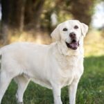 La adopción de mascotas una prioridad del Gobierno del Cambio.