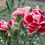 ICA CERTIFICA EXPORTACIÓN DE CLAVELES A MÁS DE 10 PAÍSES.