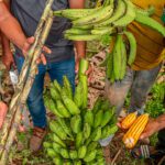 CAMPESINOS DEL CESAR PUSIERON A PRODUCIR LAS 1.335 ETÁREAS QUE LES ENTREGO EL GOBIERNO DEL PREIDENTE GUSTAVO FRANCISCO PETRO URREGO.