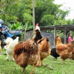 POR NO REUNIR REQUISITOS DE SEGURIDAD, FUE SUSPENDIDO EN EL CORREGIMIENTO DE LA FLORIDA EL FESTIVAL DEL GALLO ORNAMENTAL.