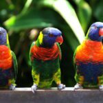 Risaralda se consolida como paraíso del Aviturismo con más de 900 especies de aves y festival que une conservación y turismo.