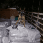 Ely, canino del Ejército Nacional, halló más de una tonelada de marihuana en el Quindío.