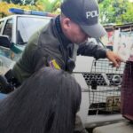 Rescatan tres perros en grave estado por maltrato en Dosquebradas.