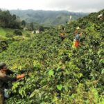 Pereira y Risaralda en Crisis Cafetera: La Tierra se Transforma, pero la Calidad Persiste.